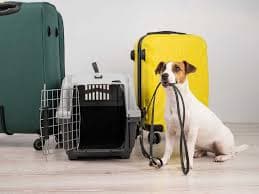 Pet Travel Preparation